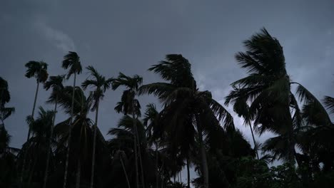 El-árbol-Se-Balancea-En-La-Tormenta