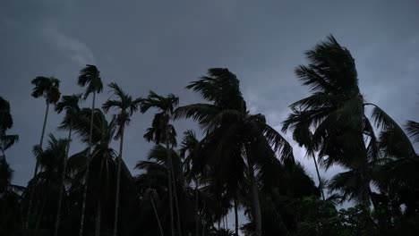 el árbol se balancea en la tormenta
