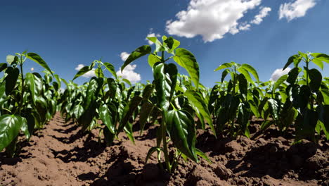 pepper seedlings in a field