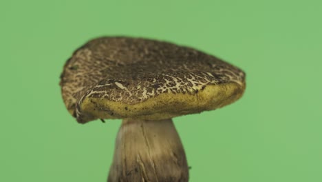 la rotación del hongo volante. hongo forestal natural. el volante es un género de hongos tubulares comestibles de la familia boletus