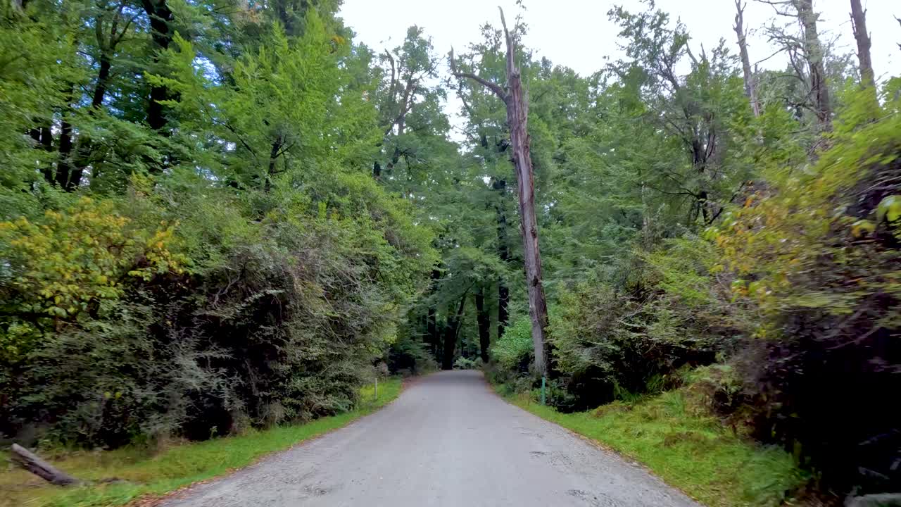 Forward-facing car view along winding forest road, natural daylight, smooth camera movement, tranquil atmosphere