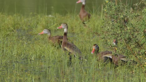 patos silbantes de vientre negro de pie en el follaje de hierba a lo largo del lago