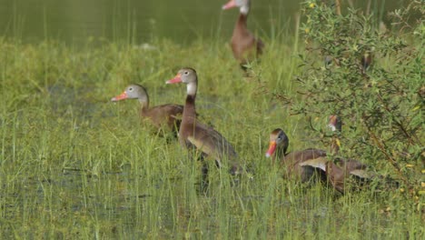 black-bellied whistling ducks standing in grassy foliage along lake