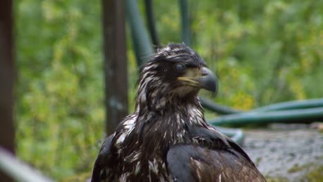 Closeup-shot-of-a-young-bald-eagle-in-a-rainy-day