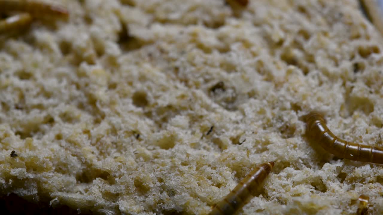 밀웜은 물고기, 뱀, 새, 개구리와 같은 애완동물에게 먹이를 주는 데 사용되는 딱정벌레의 일종입니다.