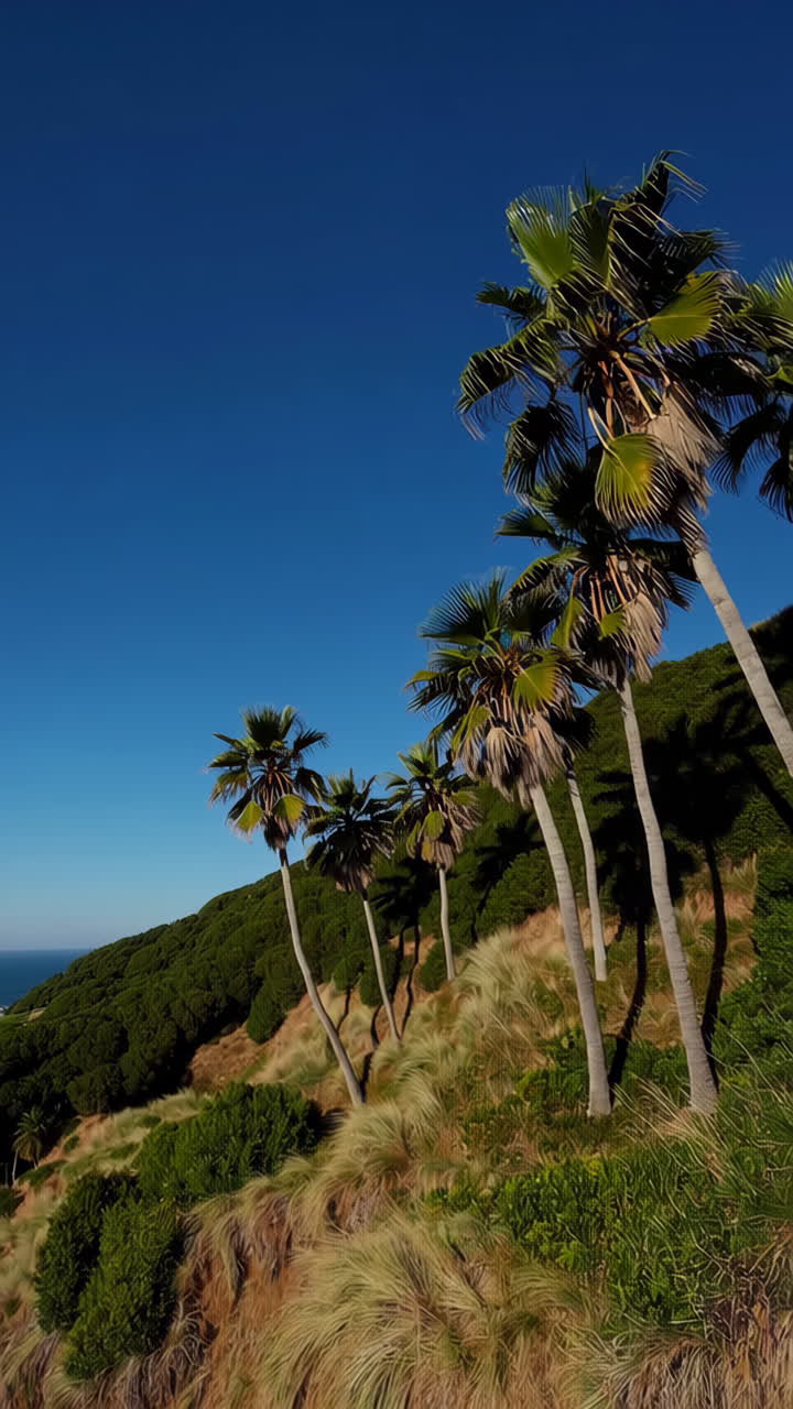 Palm Trees on a Hillside with Ocean View