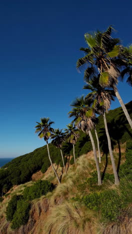palm trees on a hillside with ocean view