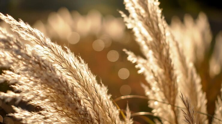 Erba della pampa dorata che risplende nella calda luce del tramonto.