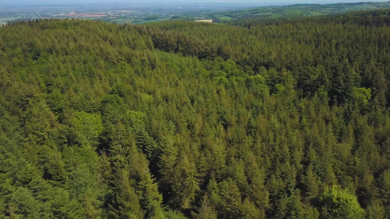 elevándose por encima de los árboles en el gran bosque forrest, somerset, reino unido