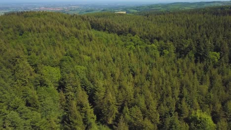 Elevándose-Por-Encima-De-Los-árboles-En-El-Gran-Bosque-Forrest,-Somerset,-Reino-Unido