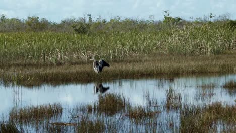 Toma-En-Cámara-Lenta-De-Una-Impresionante-Garza-Gris-Adulta-Batiendo-Sus-Alas-Para-Aterrizar-En-El-Pantano-Turbio-De-Los-Everglades-De-Florida-Cerca-De-Miami-Rodeada-De-Agua-Y-Hierba-Alta-En-Un-Día-Cálido-Y-Soleado