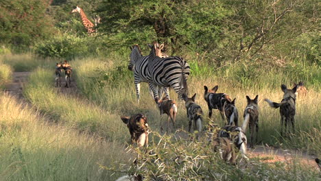 Die-Begegnung-Eines-Rudels-Wildhunde-Und-Eines-Zebras-Im-Busch,-Im-Hintergrund-Eine-Giraffe