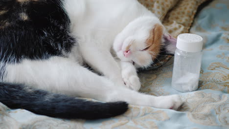 Die-Katze-Liegt-Auf-Dem-Bett-In-Der-Nähe-Der-Flasche-Mit-Schlaftabletten-Schlaflosigkeit-Konzept