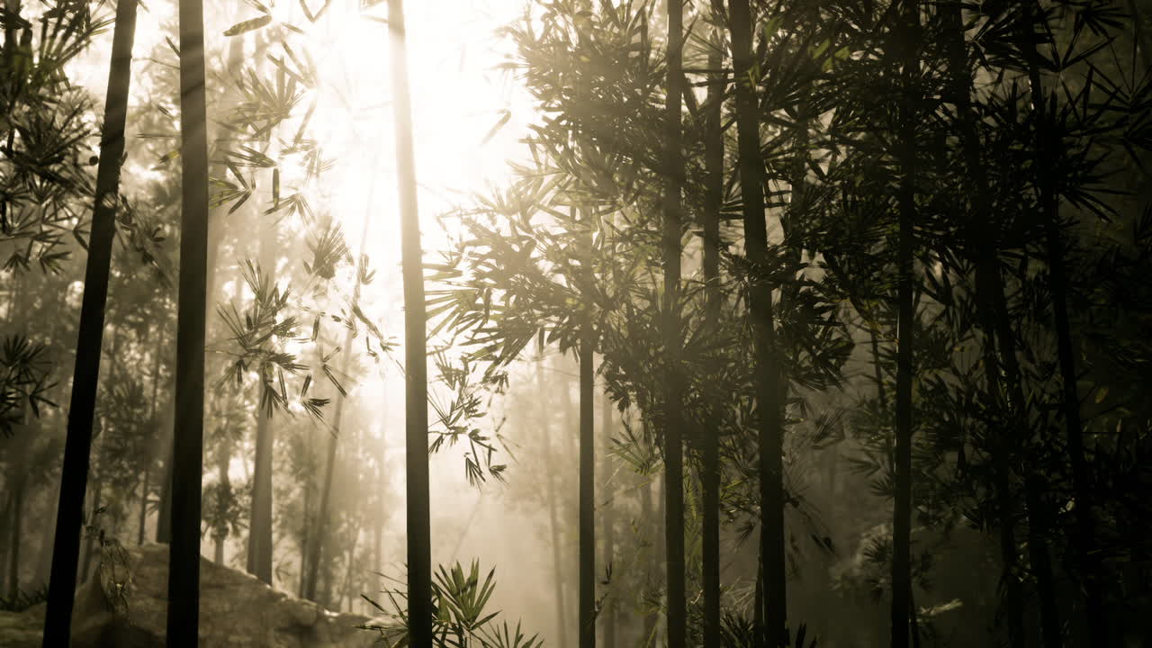 bosque de bambú neblínico al amanecer o al atardecer