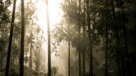 misty bamboo forest at sunrise/sunset