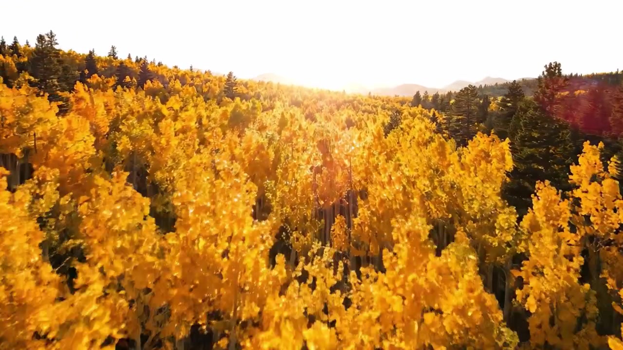 Maestosi pioppi tremuli dorati: una splendida transizione dall'alba al tramonto nell'abbraccio dell'autunno su foreste rigogliose.