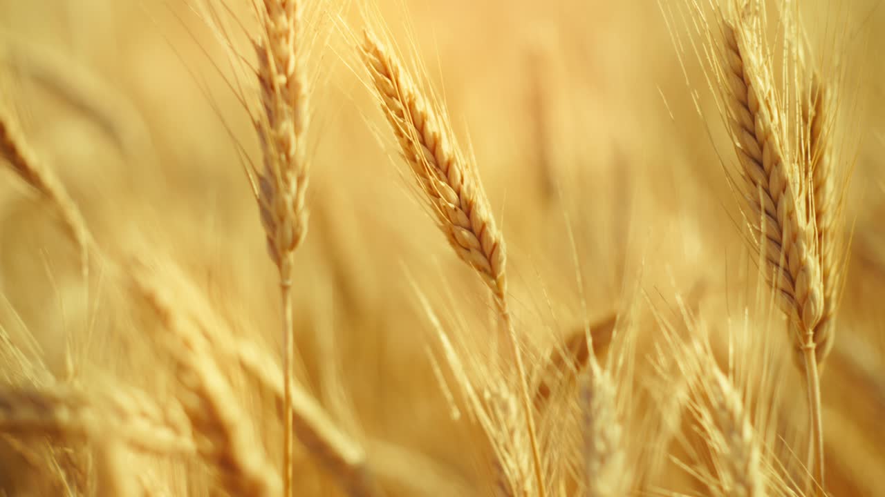 A truly cinematic shot of golden wheat swaying in the summer breeze, bathed in warm sunlight. Captures the peaceful, abundant beauty of nature
