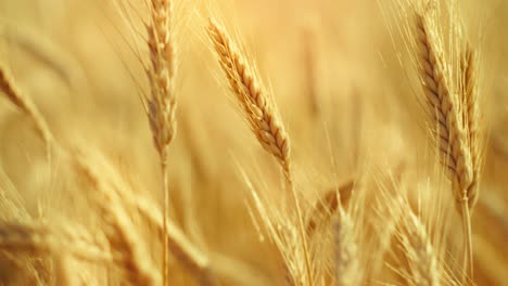 a truly cinematic shot of golden wheat swaying in the summer breeze, bathed in warm sunlight. captures the peaceful, abundant beauty of nature