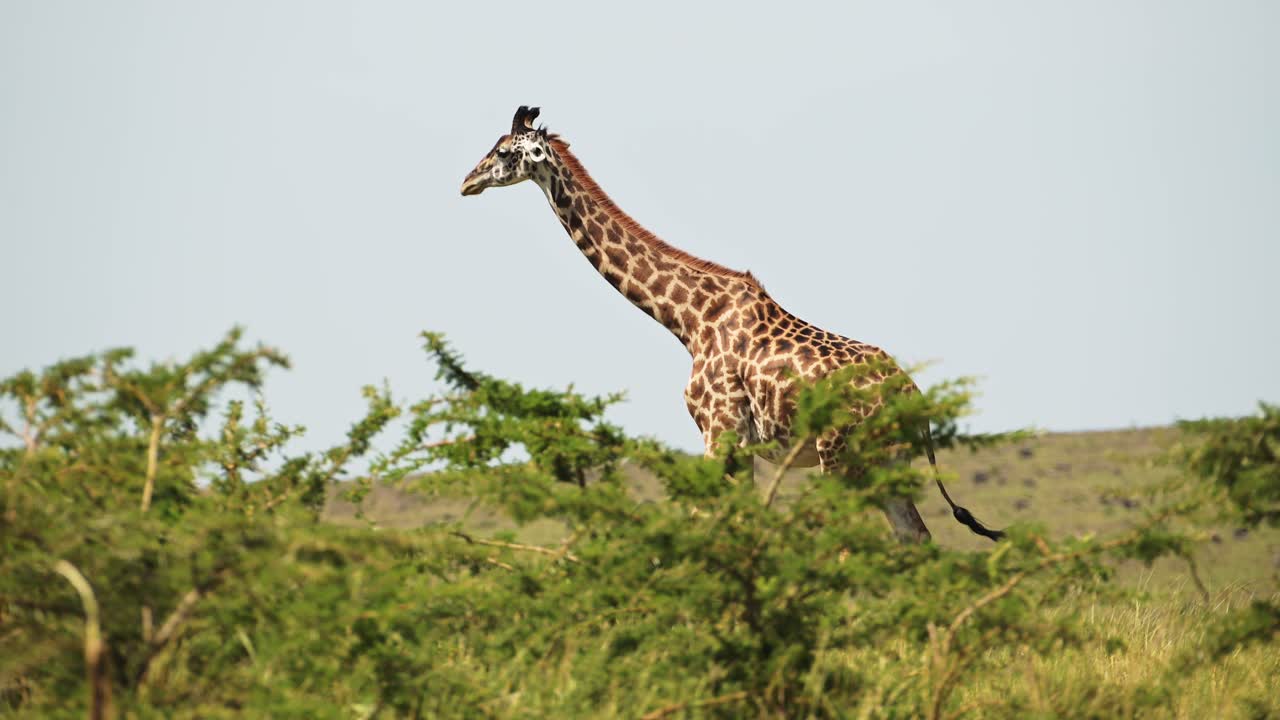 fotografía en cámara lenta de una jirafa alta sobre las copas de los árboles, pastando en las ramas, vida silvestre africana en la reserva nacional de maasai mara, kenia, áfrica animales de safari en la reserva de masai mara north