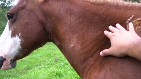 a horse in open field eating grassu during the summer in brazil