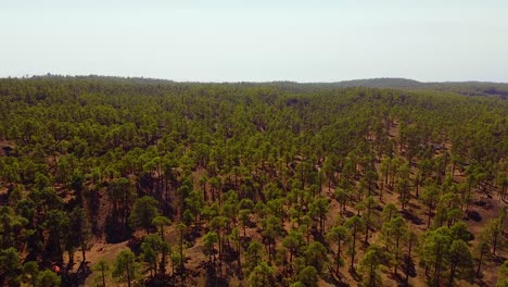 Drohnenüberführung-An-Einem-Klaren-Sonnigen-Tag-Mit-Kiefernwäldern-Auf-Teneriffa