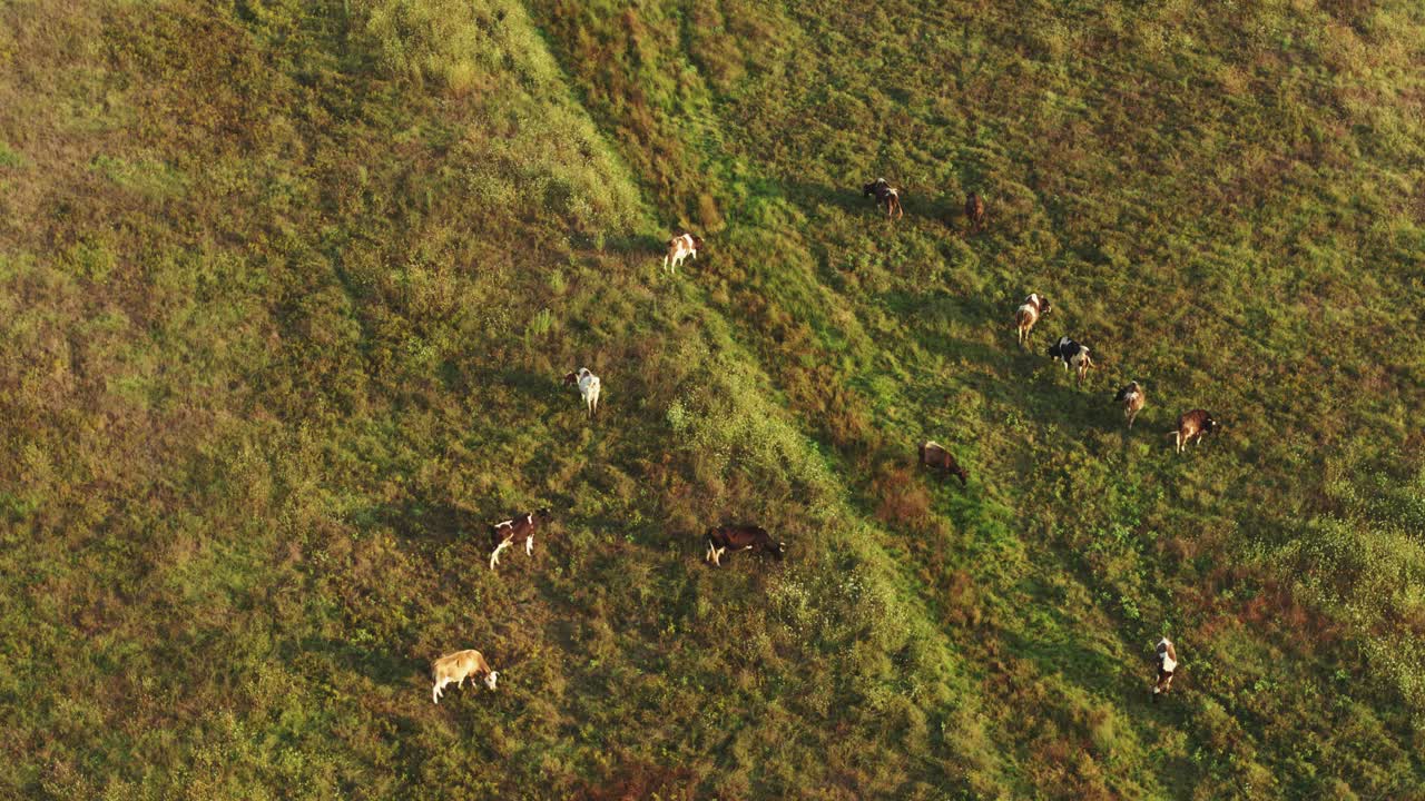 Aerial view capturing a herd of domestic cattle scattered across a steep, lush green hillside pasture, grazing naturally. Conveys themes of farming, agriculture, landscape, and rural life