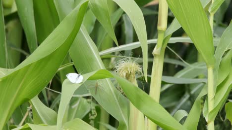 Weißkohlschmetterling-Und-Kranfliege-Ruhen-Auf-Breiten-Grünen-Maishalmen