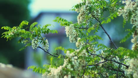 white-and-green-color-flowers-in-front-on-a-house-stock-footage