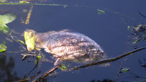 close up shot of dead carp fish on water surface after hot summer in mud pond without oxygen