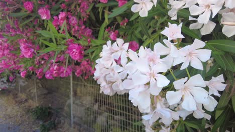 woman hand touching the blooming oleander flowers in the garden