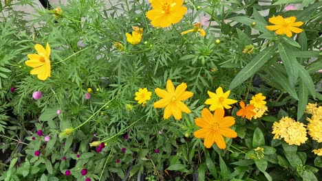 el lapso de tiempo de las flores que florecen en un jardín.
