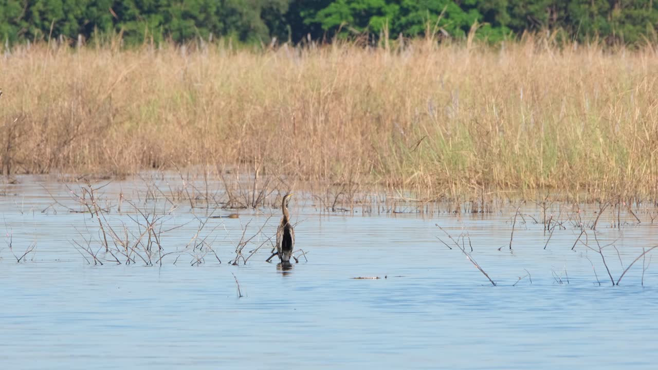 En ensom slangehalsfugl (Oriental Darter) står stille midt i søen og venter på sit potentielle måltid.