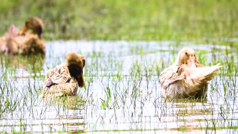 Gefiederverwöhnung:-Rouen-Clair-Enten-Bei-Der-Fellpflege-In-Den-Reisfeldern-Bangladeschs