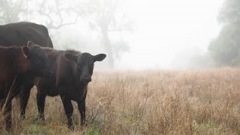 Baby-Black-Angus-Rinder-Tief-Auf-Kupferbraunem-Goldenem-Fell-Sichtbar