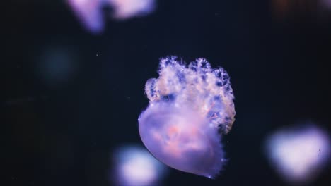 small jellyfish floating and rotating underwater in slow-motion