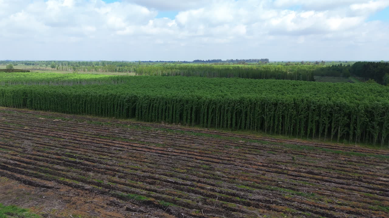 Aerial footage showing the transformation of deforested land into agricultural fields, with new crops growing, highlighting land use change and its impact on the environment