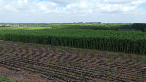 aerial footage showing the transformation of deforested land into agricultural fields, with new crops growing, highlighting land use change and its impact on the environment