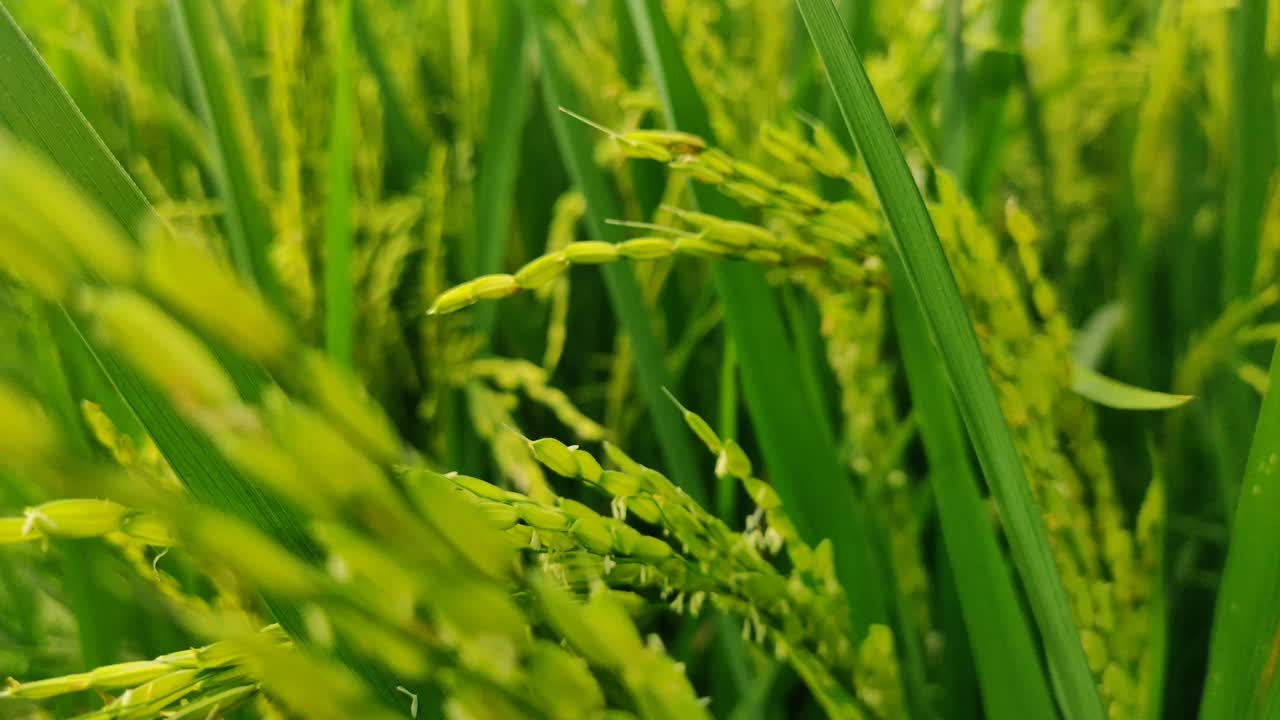 녹색과 비옥한 의 아름다움, 수확할 준비가 된