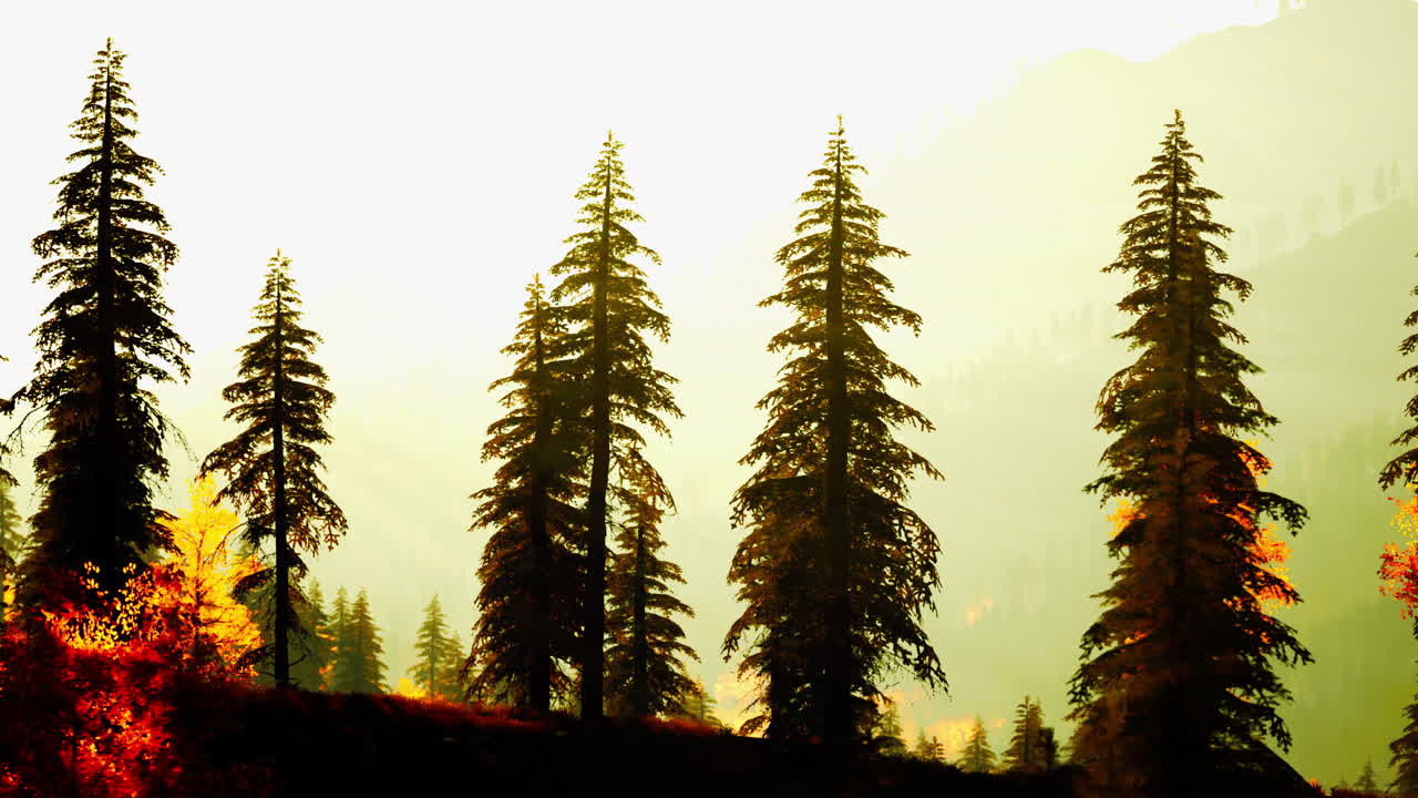 el majestuoso atardecer del bosque