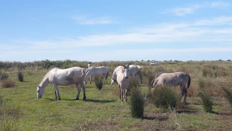 Manada-De-Caballos-Pastando-En-La-Hierba-Alta