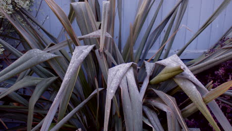 vista superior pan de phormium de lino de nueva zelanda con escarcha y hielo