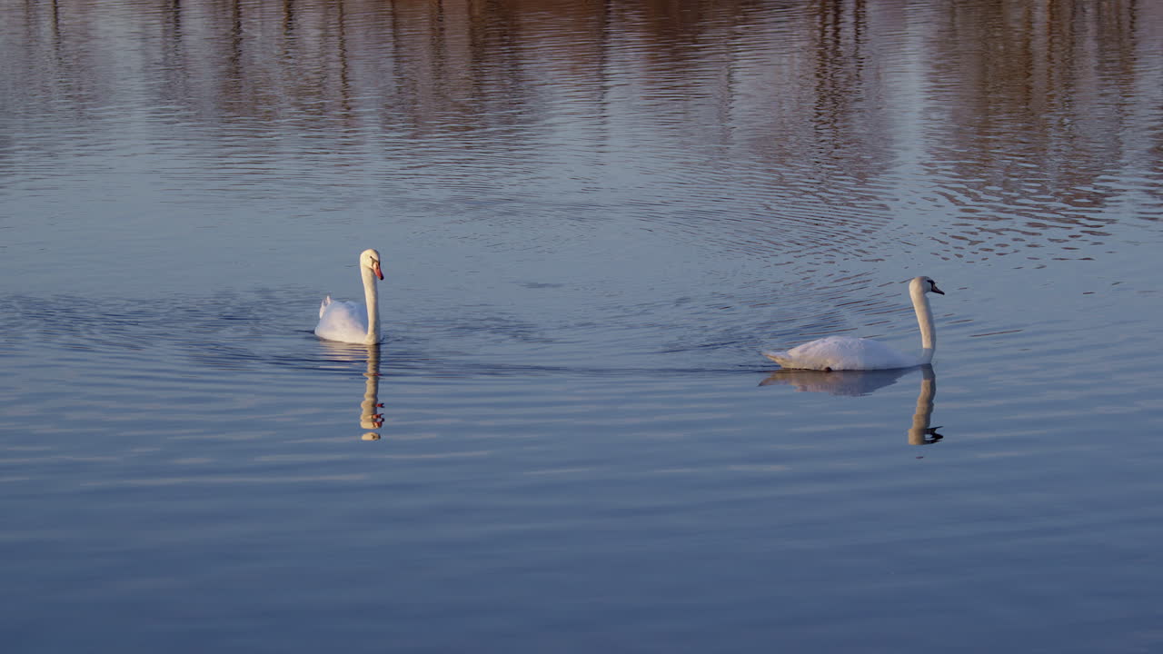 Artistic slow motion of swans in courtship and preening mode in spring.