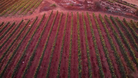 vista aérea del viñedo al atardecer