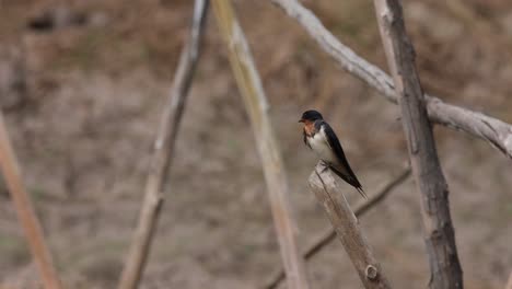 hirondelle rustique, hirundo rustica, pak pli, nakhon nayok, thaïlande