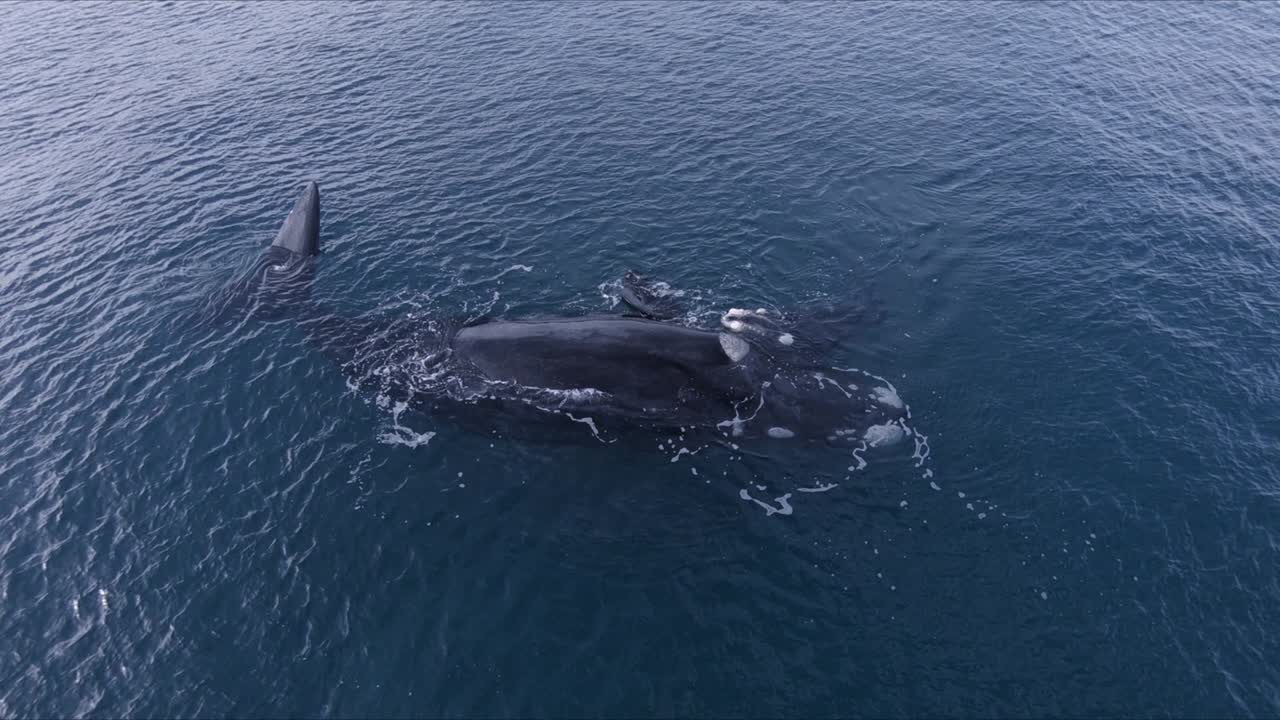 고래 어미와 송아지가 표면에서 놀고 숨을 쉬는 - 공중 와이드 샷