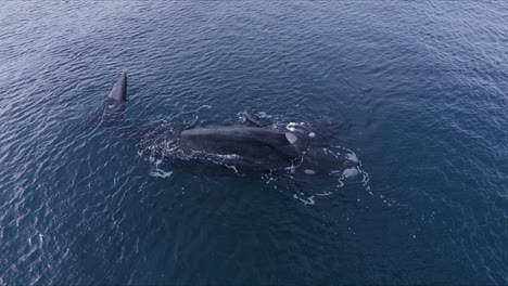 Whales-Mother-and-Calf-Playing-on-the-surface-and-breathing---Aerial-wide-shot