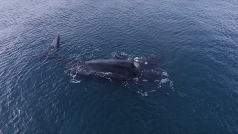 whales mother and calf playing on the surface and breathing - aerial wide shot