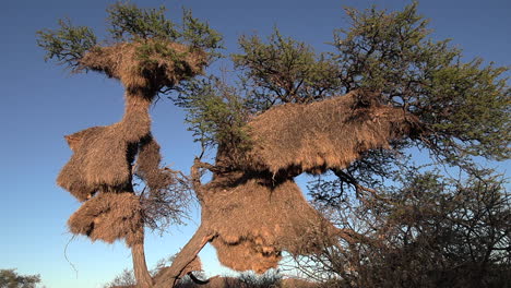 an acacia tree is completely covered by the nests of the sociable weaver birds