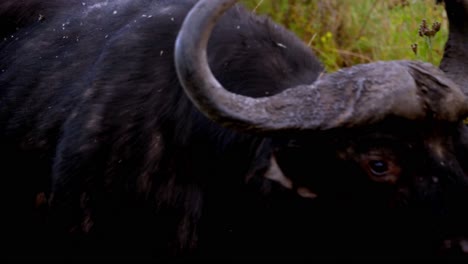 Close-up-shot-of-a-large-horned-buffalo-walking-right-past-the-camera