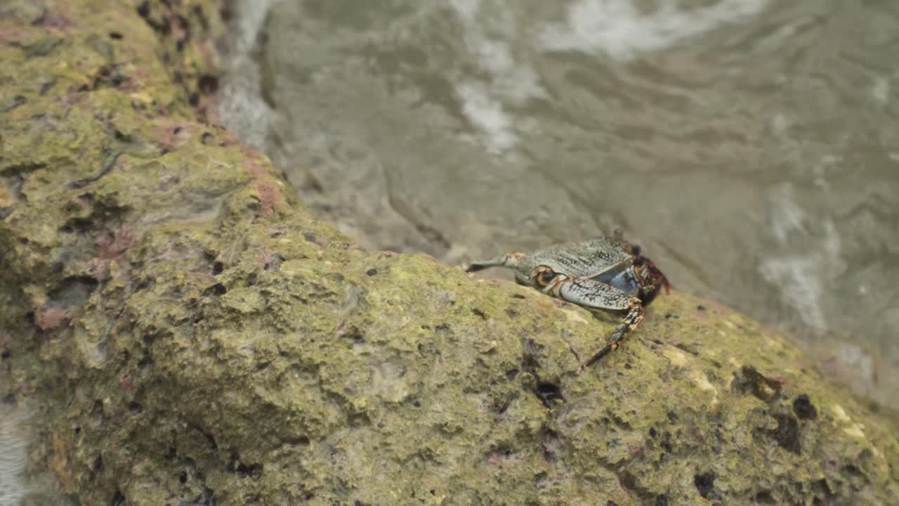 Crab on Rock with Water Crashing in
